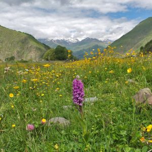 Dactylorhiza romana subsp. georgica, (c) Christa Corde/NABU-naturgucker.de