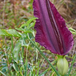 Gemeine Drachenwurz (Dracunculus vulgaris), (c) Stefan Munzinger/NABU-naturgucker.de