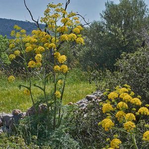 Tanger-Rutenkraut (Ferula tingitana), (c) Stefan Munzinger/NABU-naturgucker.de