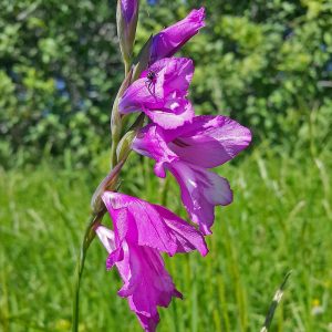 Gladiolus spec., (c) Dr. Hans Buhr