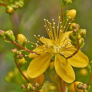 Krähenbeerenblättriges Johanniskraut (Hypericum empetrifolium), (c) Stefan Munzinger/NABU-naturgucker.de