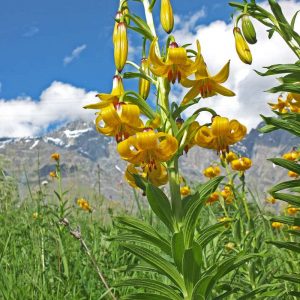 Lilium armenum, (c) Christa Corde/NABU-naturgucker.de