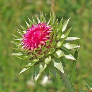 Gewöhnliche Mariendistel (Silybum marianum), (c) Christa Corde/NABU-naturgucker.de