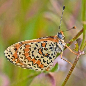 Bräunlicher Scheckenfalter (Melitaea trivia), (c) Stefan Munzinger/NABU-naturgucker.de