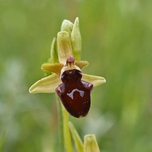 Vorgebirgs-Ragwurz (Ophrys promontorii), (c) Stefan Munzinger