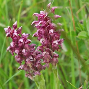 Wanzen-Knabenkraut (Orchis coriophora), (c) Christa Corde/NABU-naturgucker.de