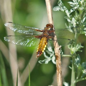 Plattbauch (Libellula depressa), (c) Christa Corde/NABU-naturgucker.de