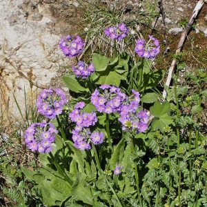 Milch-Primel (Primula algida), (c) Dr. Hans Buhr