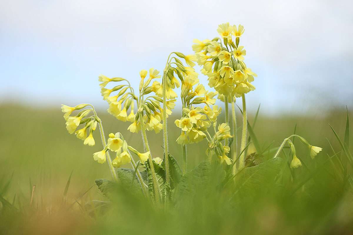 Hohe Schlüsselblume (Primula elatior), (c) Regine Schadach/NABU-naturgucker.de