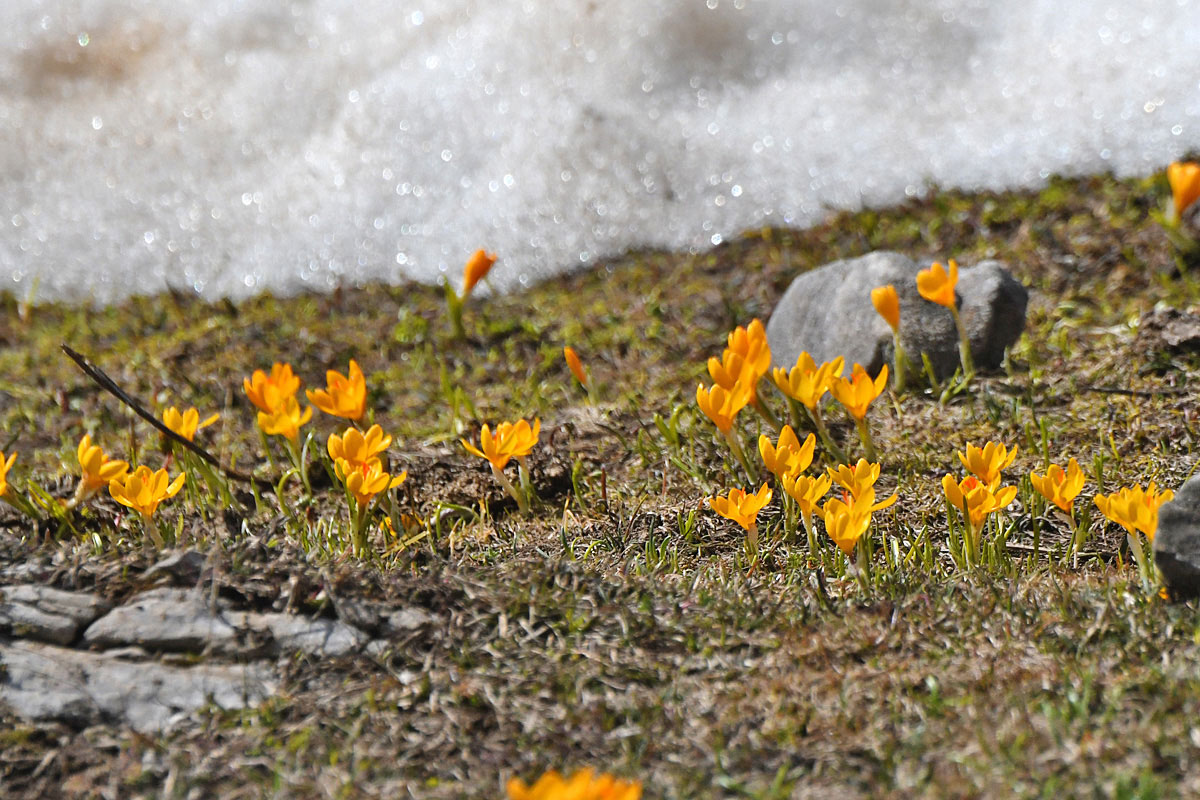 Kleiner Krokus (Crocus chrysanthus), (c) Josef Alexander Wirth/NABU-naturgucker.denaturgucker.de