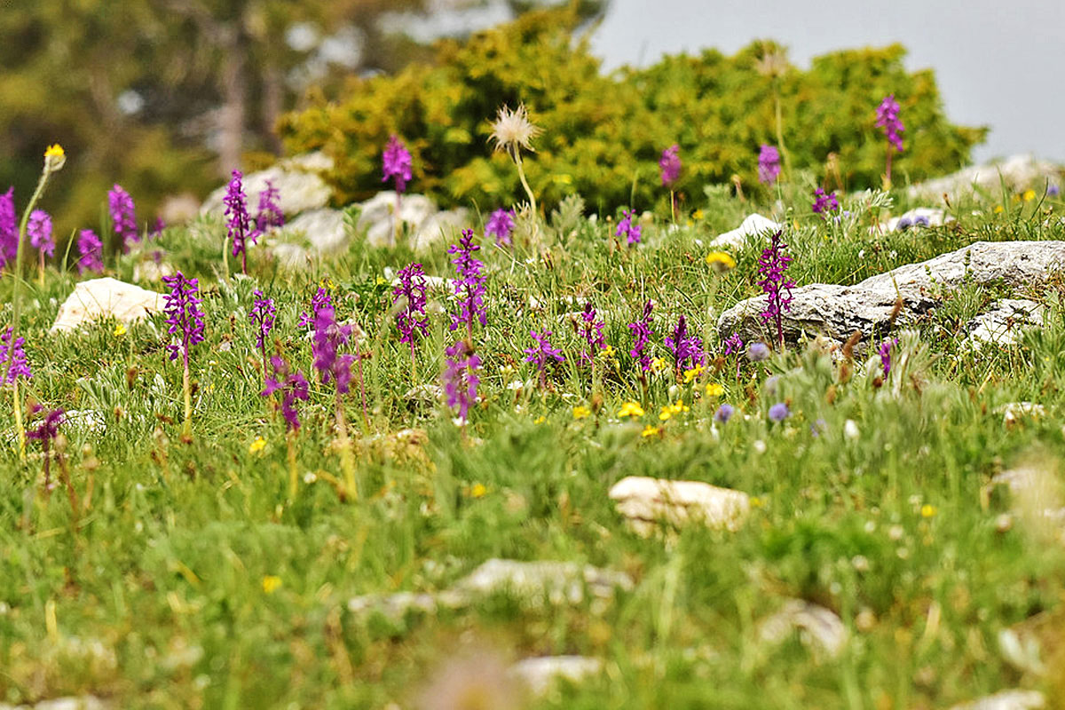 Stattliches Knabenkraut (Orchis mascula), (c) Dr. Alexander Wirth/NABU-naturgucker.de