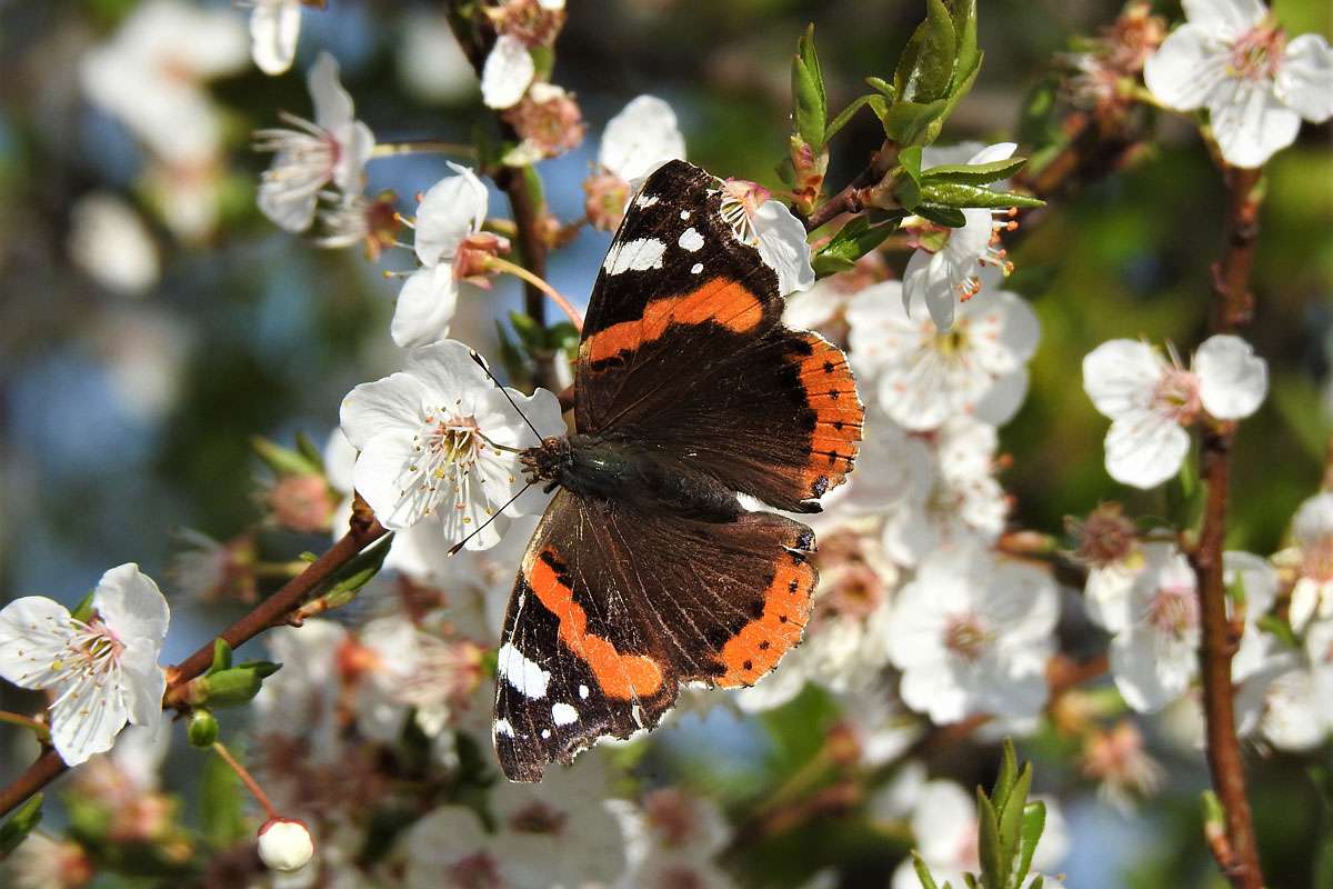 Admiral (Vanessa atalanta), (c) Hans Schmitt/NABU-naturgucker.de