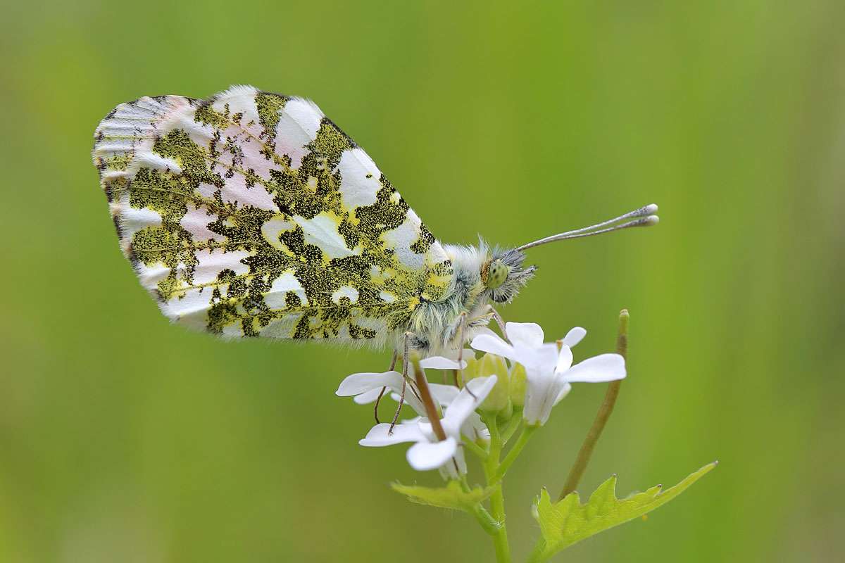 Aurorafalter (Anthocharis cardamines), (c) Elke Künne/NABU-naturgucker.de