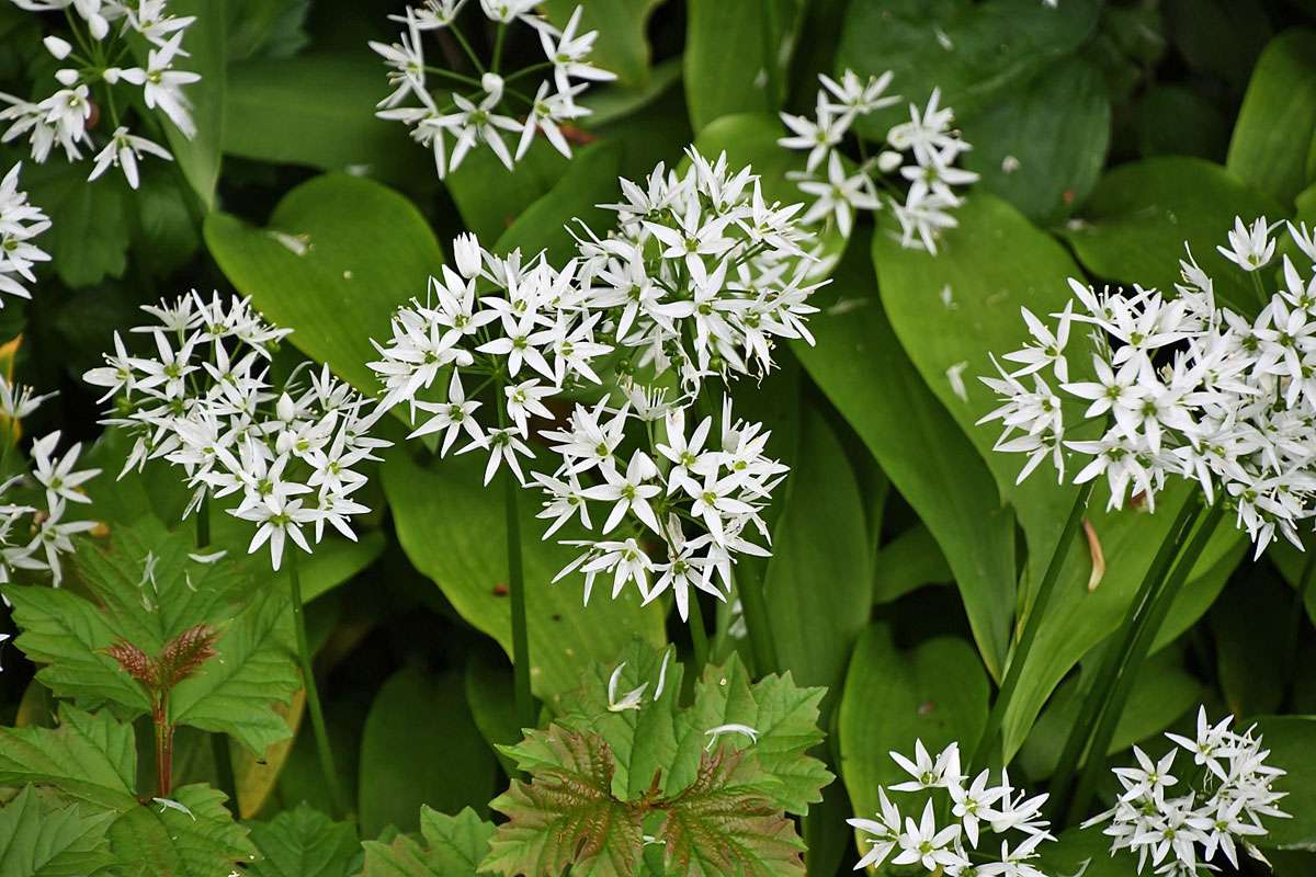 Blühender Bär-Lauch (Allium ursinum), (c) Josef Alexander Wirth/NABU-naturgucker.de