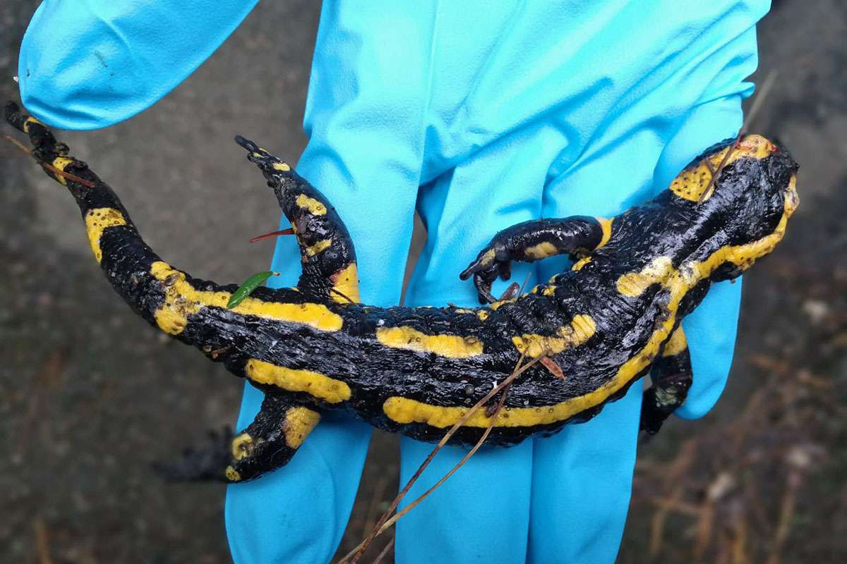 Toter Feuersalamander in einem mit Bsal durchseuchten Gebiet in Essen, (c) Vanessa Schulz