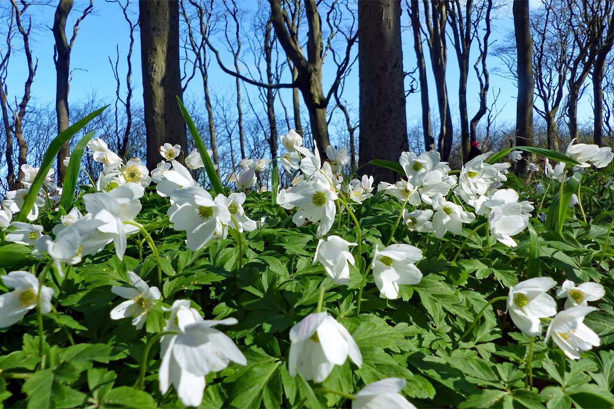 Busch-Windröschen (Anemone nemorosa), (c) Albrecht Baumert/NABU-naturgucker.de