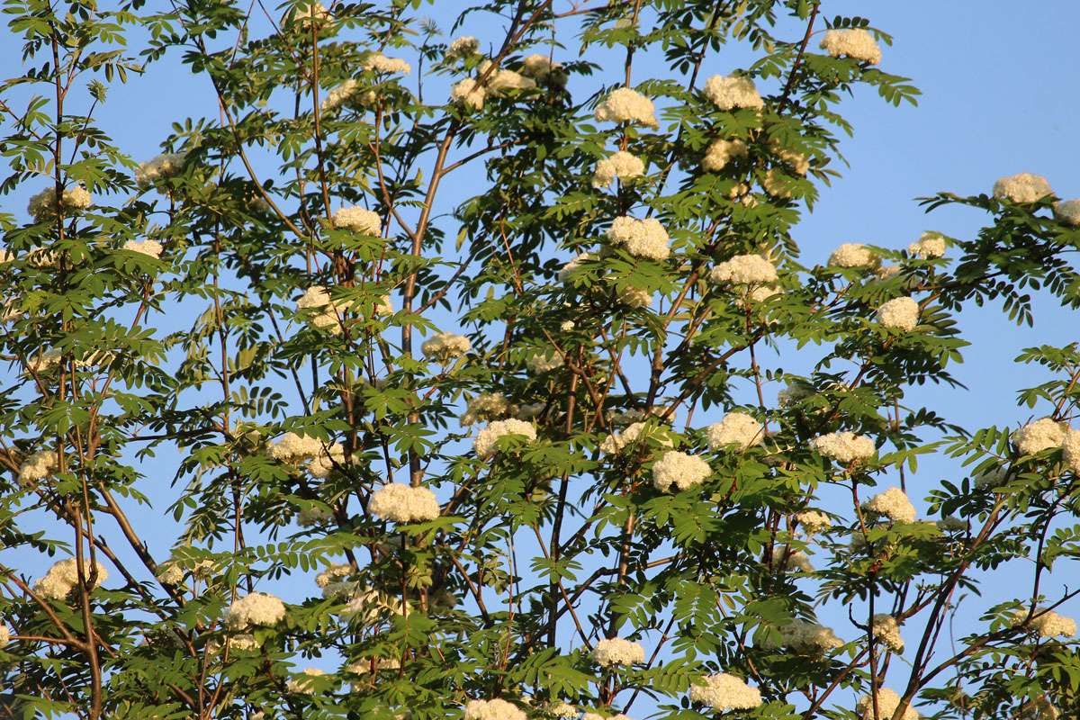 Blühende Eberesche (Sorbus aucuparia), (c) Angelika und Rüttger Schrörs/NABU-naturgucker.de