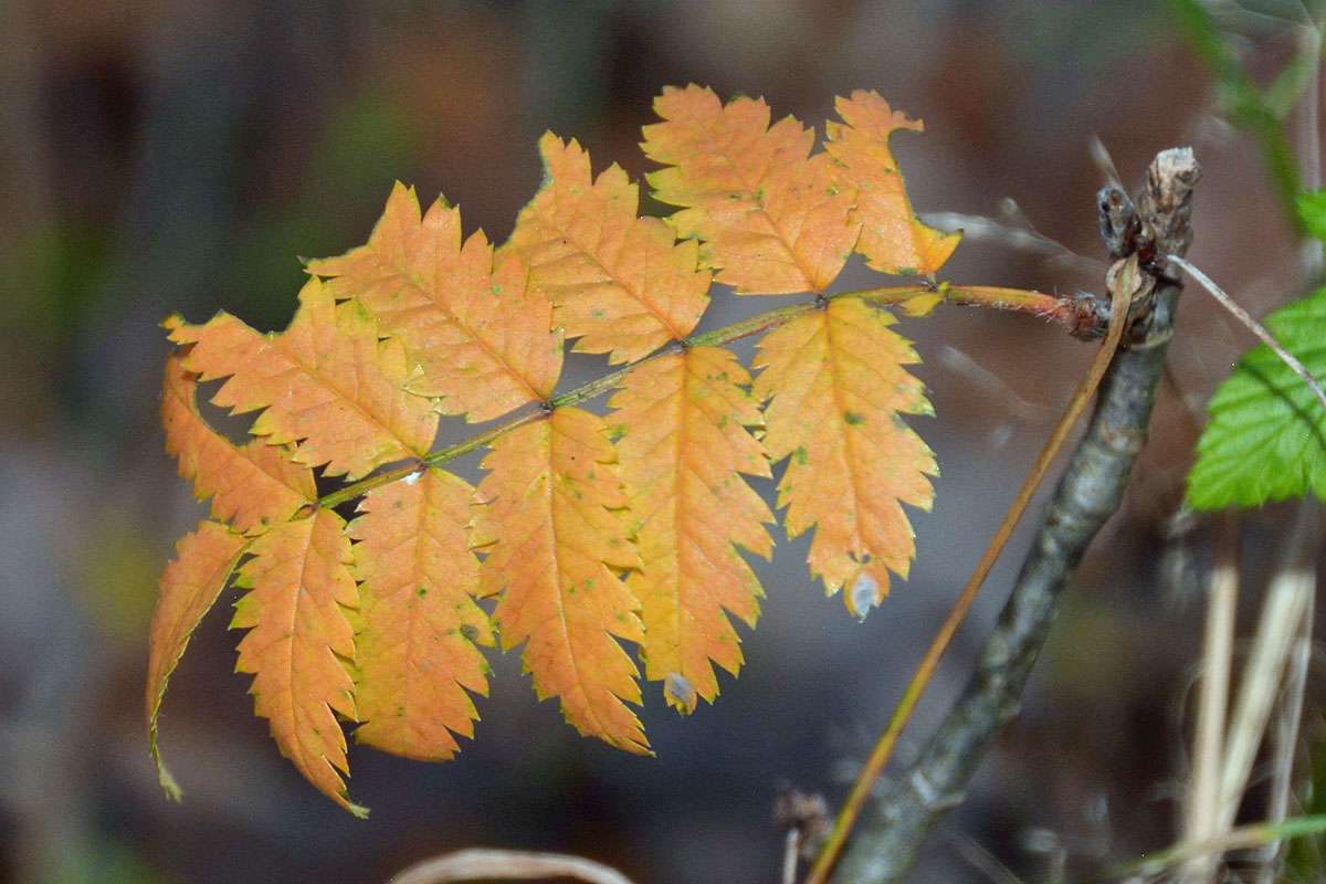 Blätter der Eberesche (Sorbus aucuparia) kurz vor dem Fall, (c) Rolf Jantz/NABU-naturgucker.de