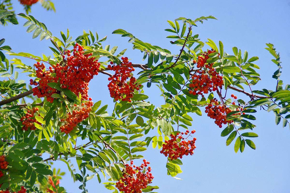 Reife Früchte der Eberesche (Sorbus aucuparia), (c) Harald Ristau/NABU-naturgucker.de