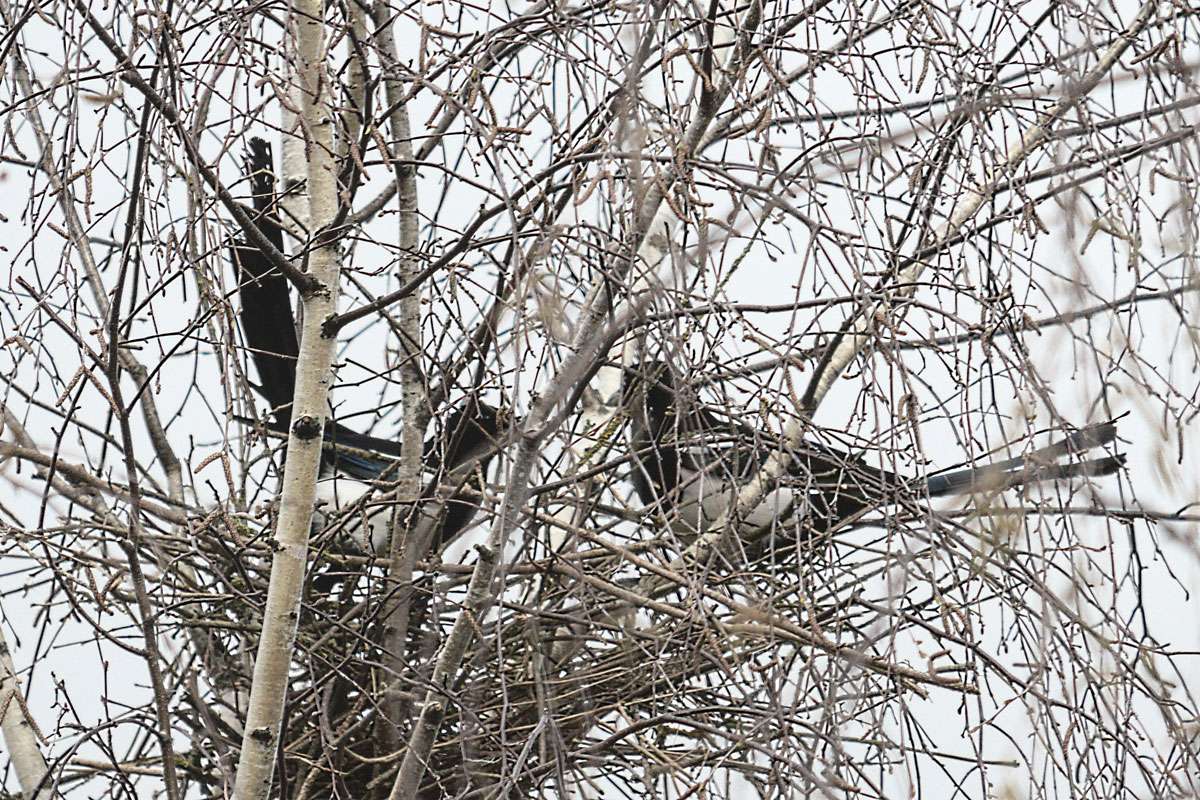 Elstern (Pica pica) beim Nestbau, (c) Gudrun Knoth/NABU-naturgucker.de