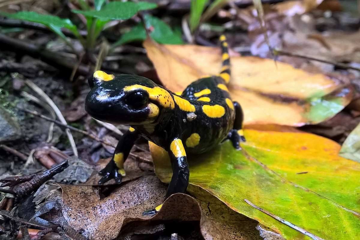 Feuersalamander ohne Hautläsionen, (c) Bruno Schlindwein/NABU-naturgucker.de