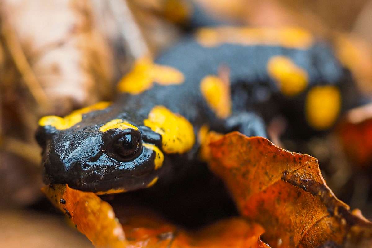 Feuersalamander ohne Hautläsionen, (c) Kurt Krimberger/NABU-naturgucker.de