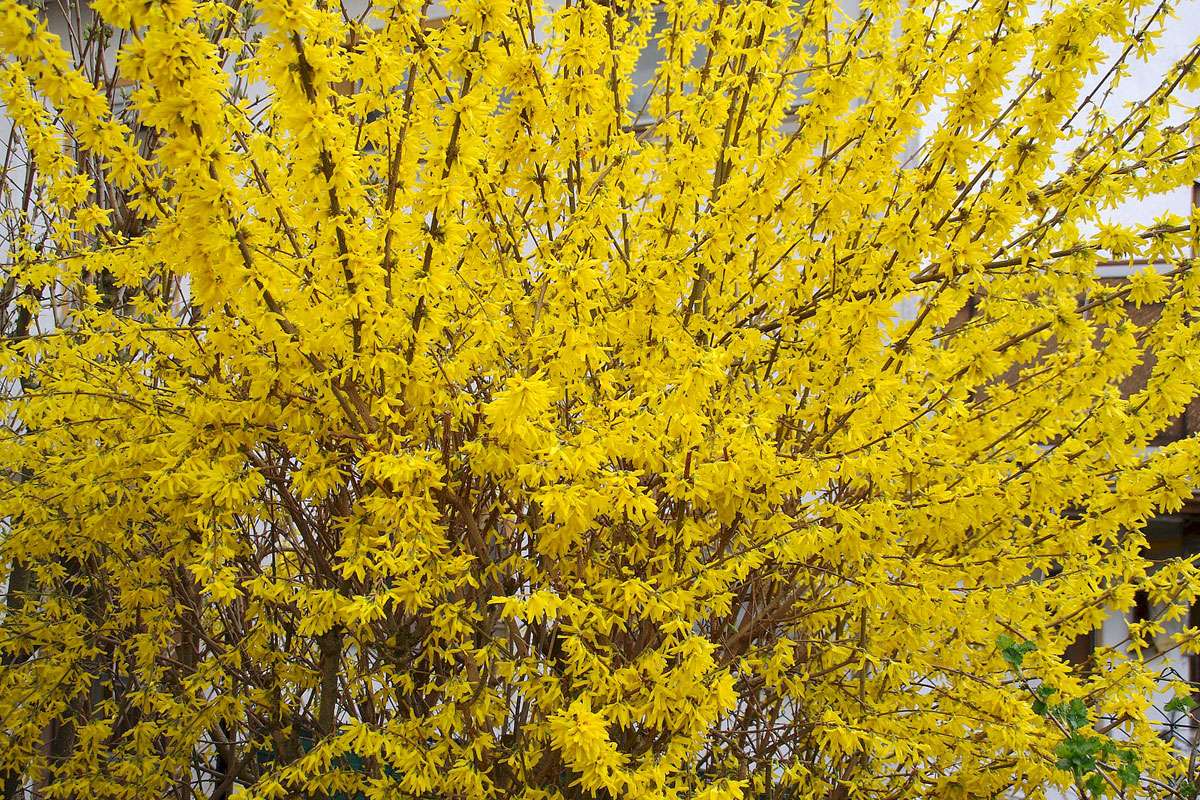 Garten-Forsythie (Forsythia x intermedia), (c) Harald Ristau/NABU-naturgucker.de