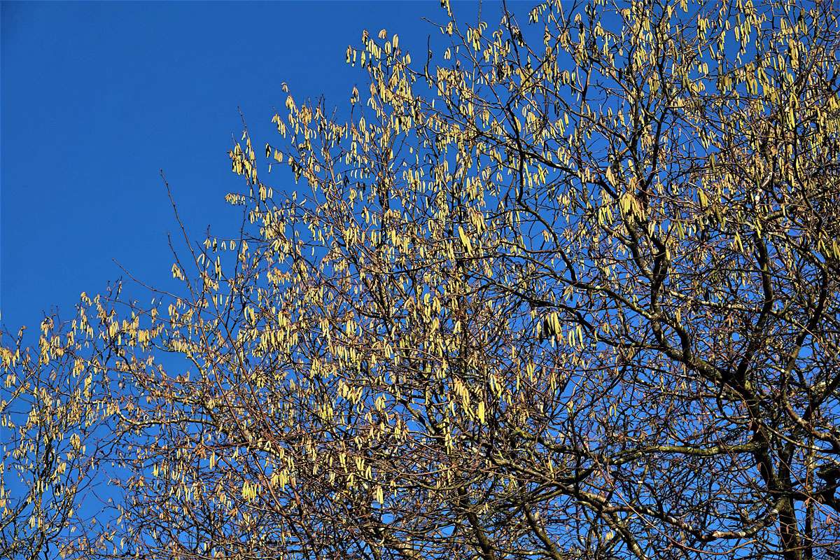 Blühende Gewöhnliche Hasel (Corylus avellana), (c) Willi Rether/NABU-naturgucker.de