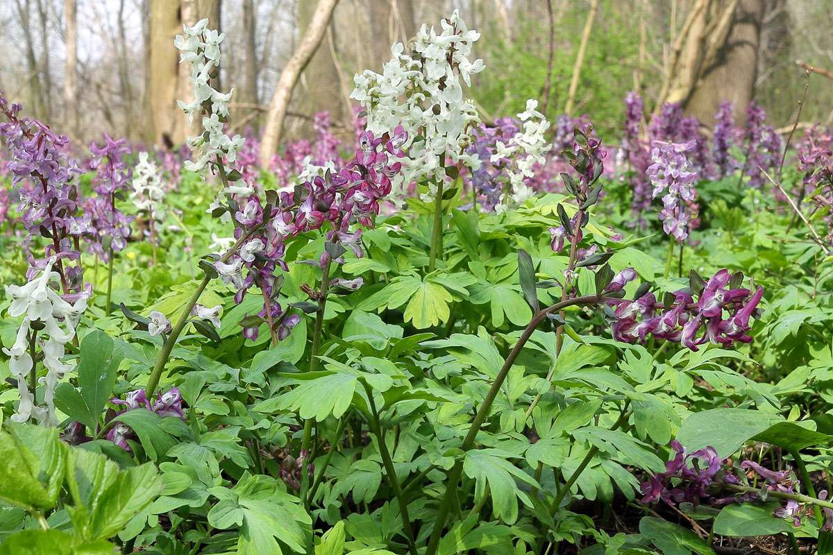 Hohler Lerchensporn (Corydalis cava), (c) Kerstin Berger/NABU-naturgucker.de