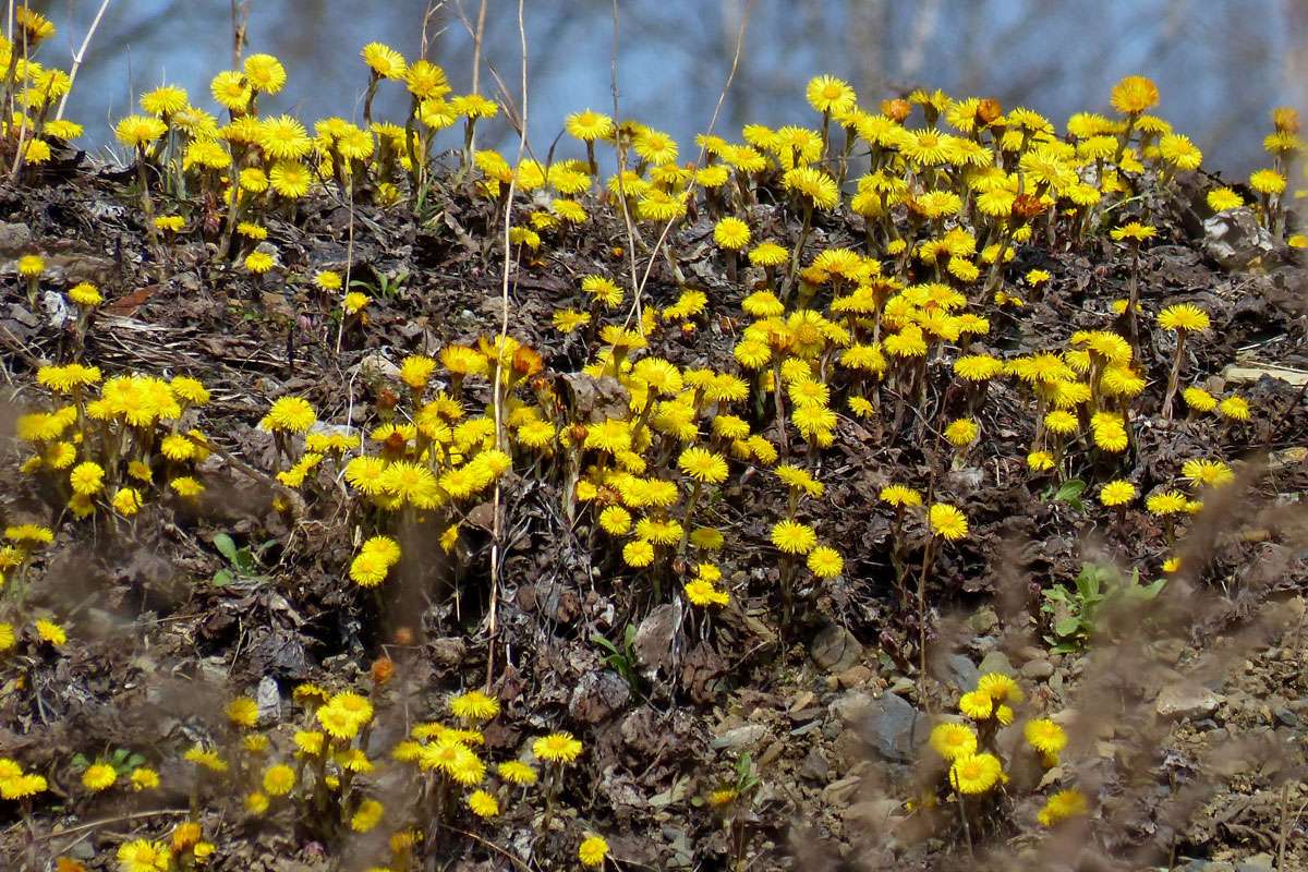 Huflattich (Tussilago farfara), (c) Armin Dreisbach/NABU-naturgucker.de