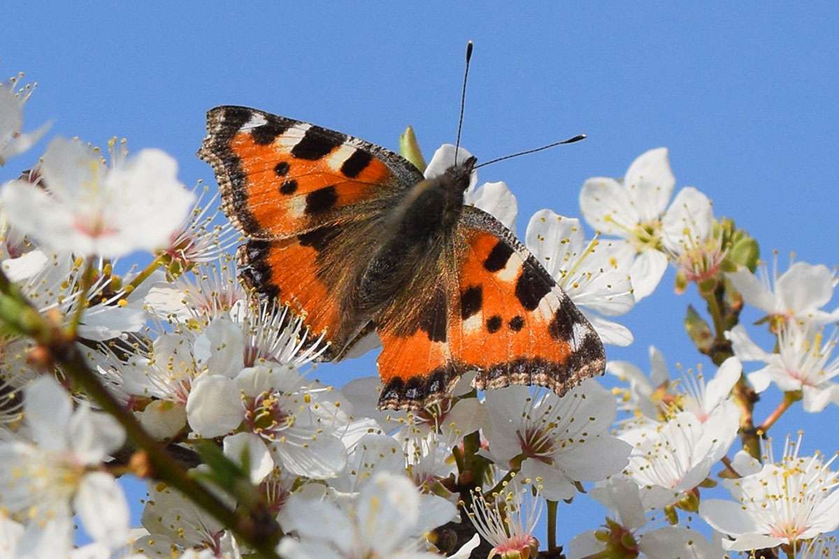 Kleiner Fuchs (Aglais urticae), (c) Ina Siebert/NABU-naturgucker.de