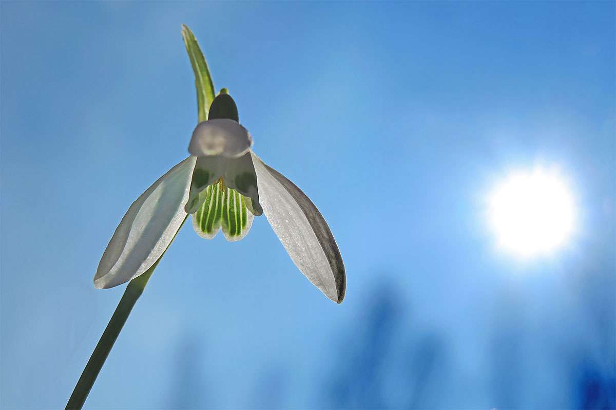 Kleines Schneeglöckchen (Galanthus nivalis), (c) Gerwin Bärecke/NABU-naturgucker.de