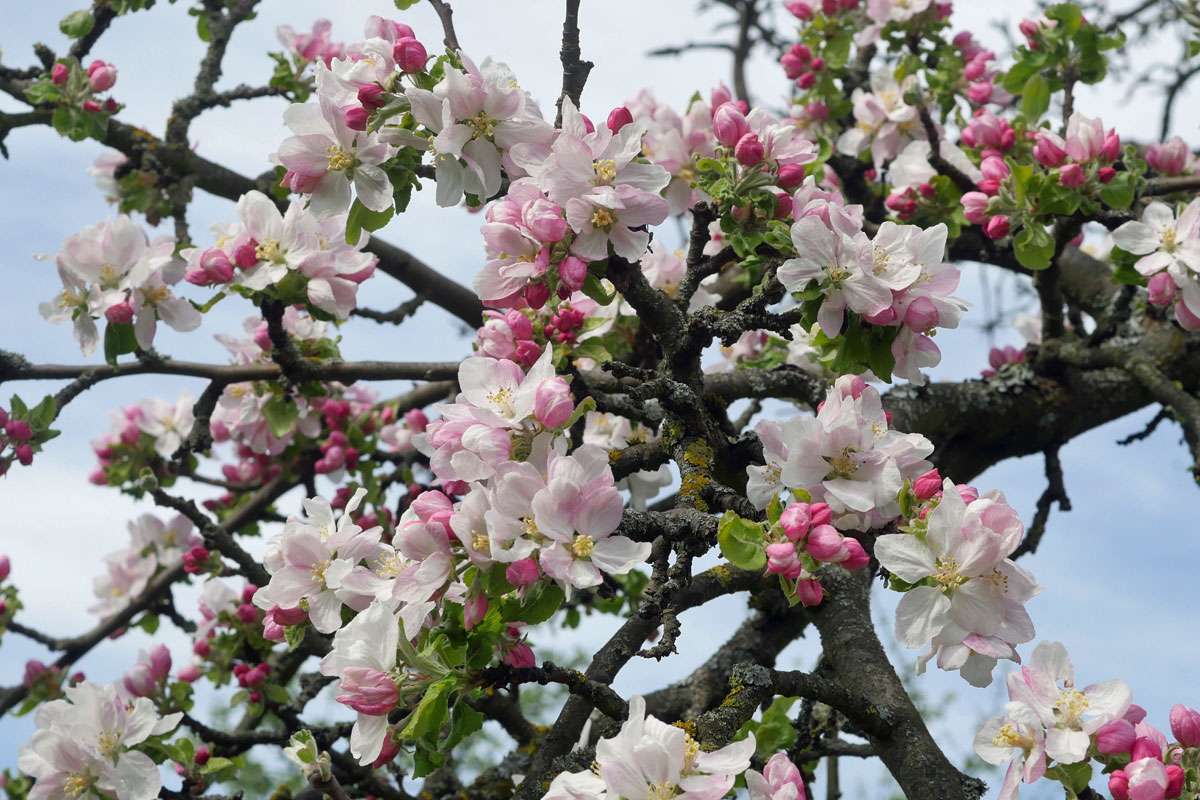 Blühender Kultur-Apfel (Malus domestica), (c) Klaus Dühr/NABU-naturgucker.de