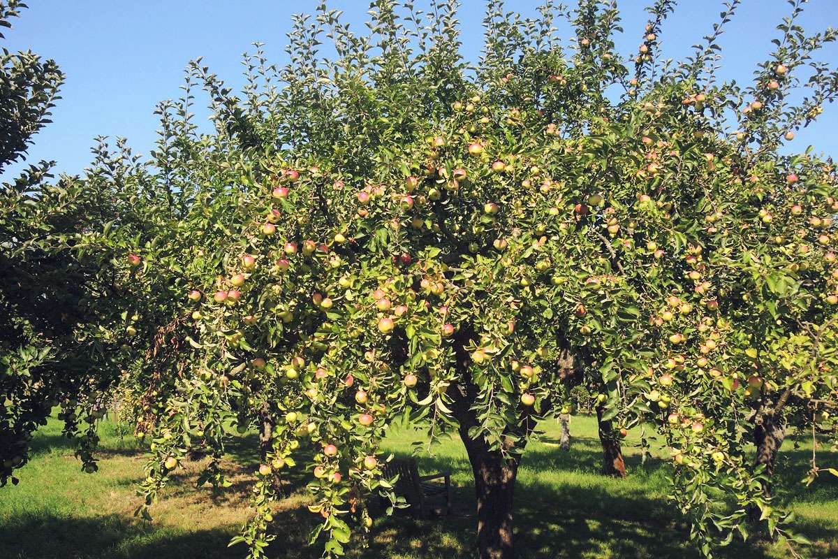 Früchte des Kultur-Apfels (Malus domestica), (c) Wolfgang Katz/NABU-naturgucker.de