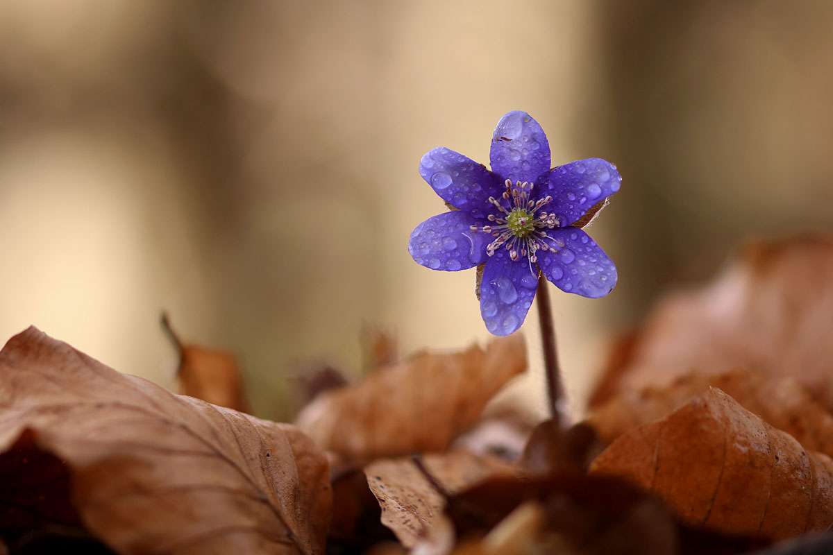 Leberblümchen (Hepatica nobilis), (c) Jens Wörner/NABU-naturgucker.de