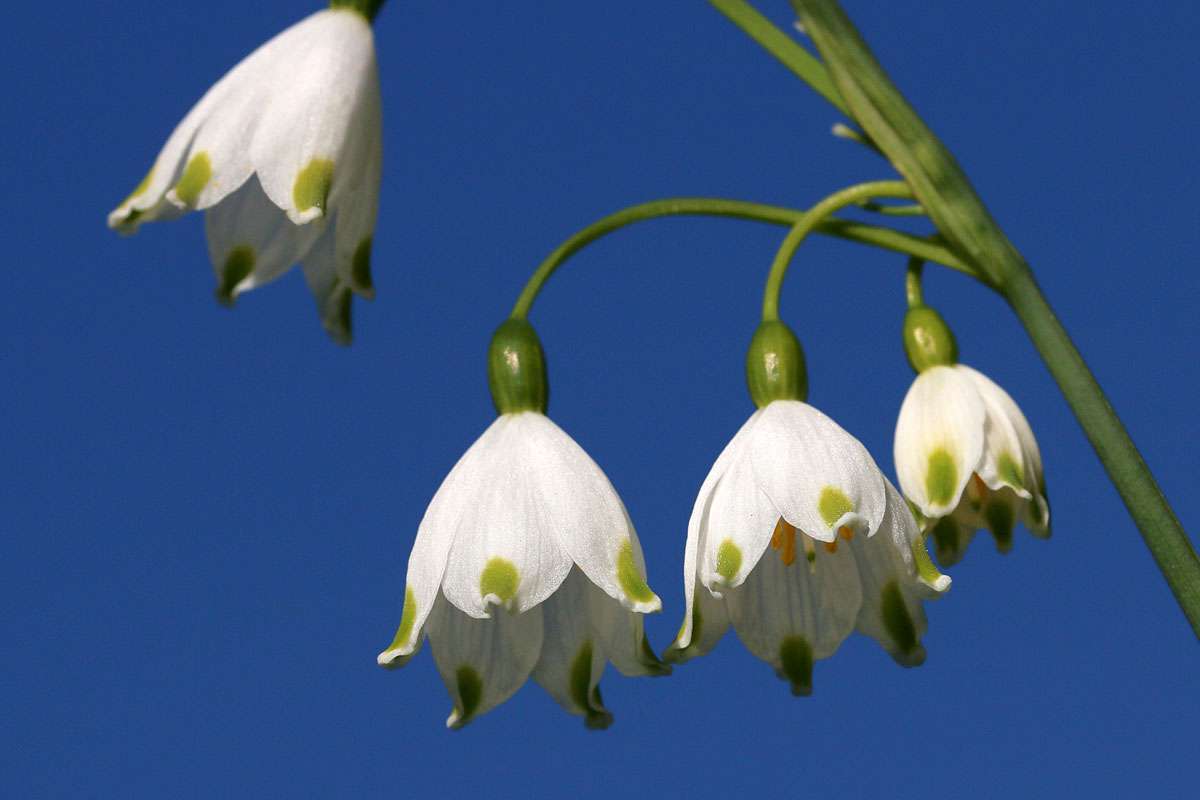 Märzenbecher (Leucojum vernum), (c) Jürgen Gehnen/NABU-naturgucker.de