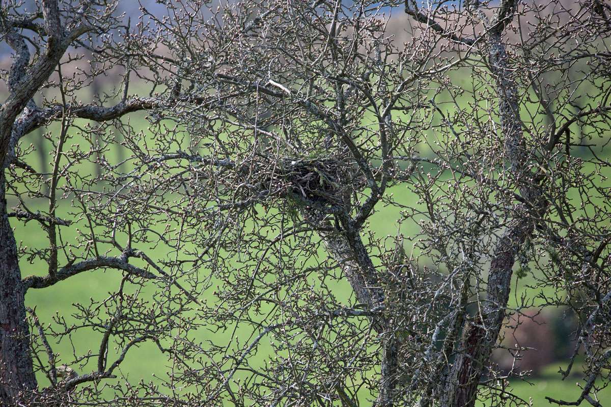 Nest eines Mäusebussards (Buteo buteo), (c) Petra Kunz/NABU-naturgucker.de