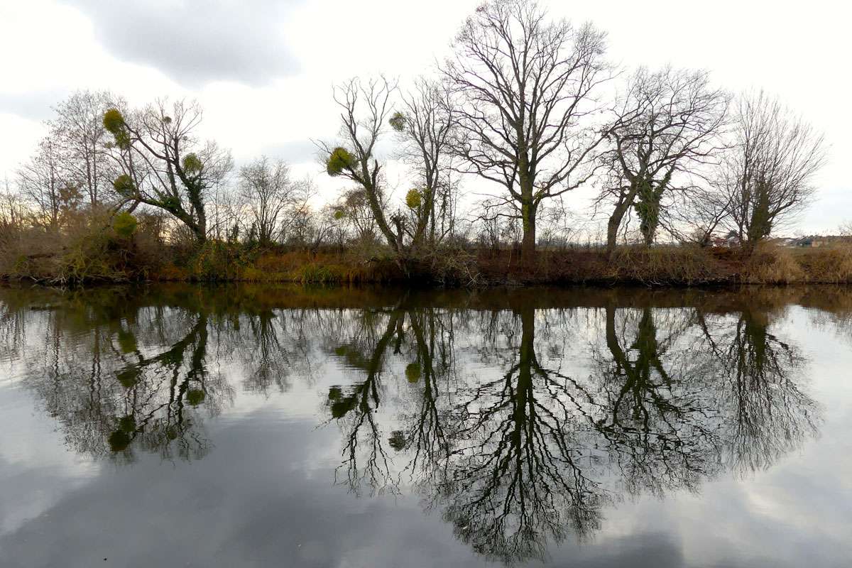 Misteln (Viscum album), (c) Birgit Kurth/NABU-naturgucker.de