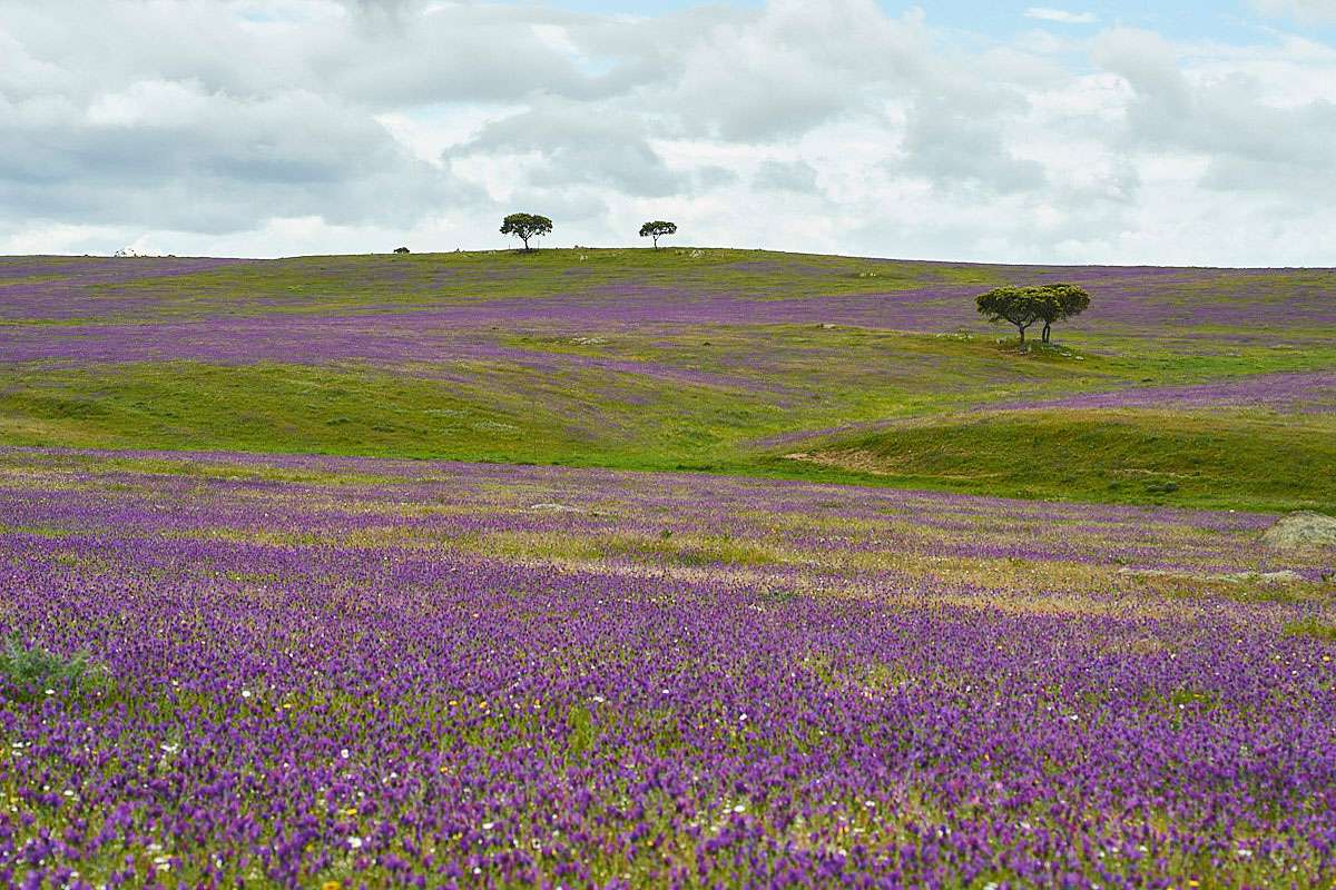 Wegerichblättriger Natternkopf (Echium plantagineum) im Alentejo, (c) Stefan Munzinger
