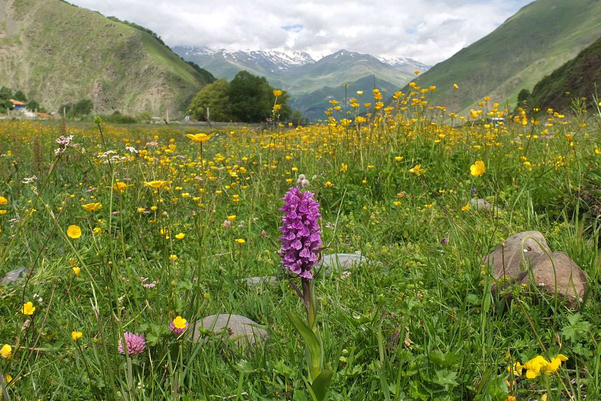 Blumenwiese in Georgien, (c) Christa Corde