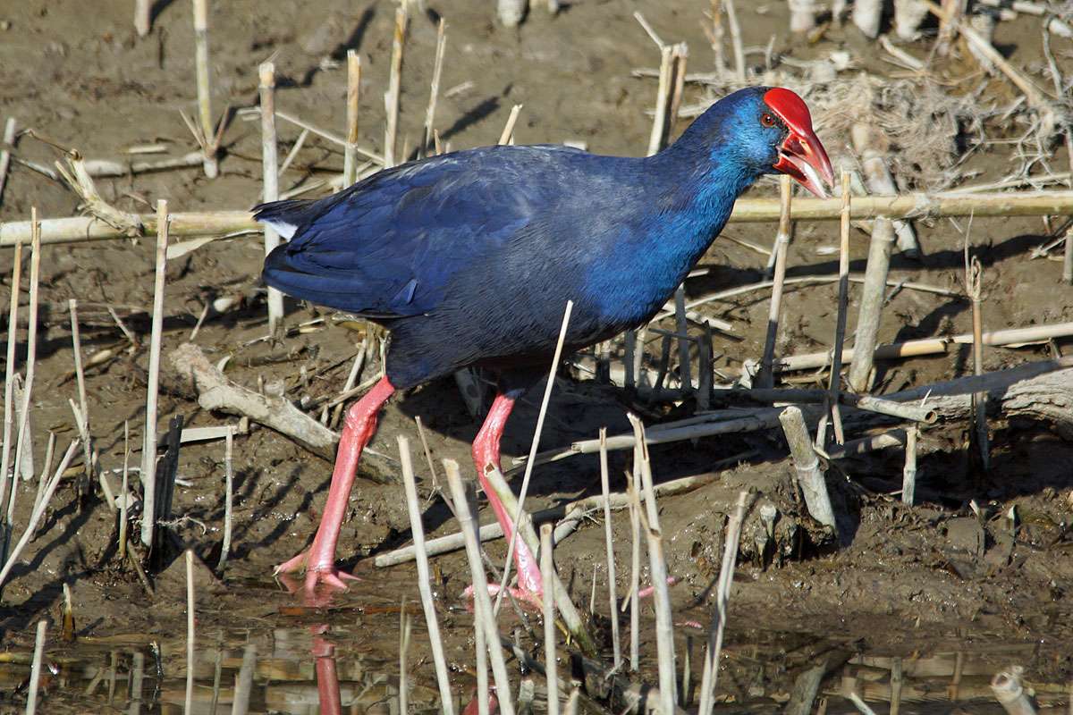 Bewohner des Mittelmeerraumes: ein Purpurhuhn (Porphyrio porphyrio), (c) Gaby Schulemann-Maier