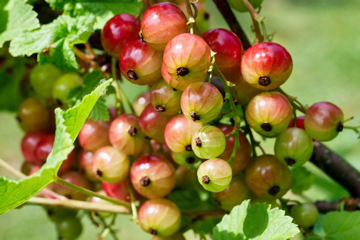 Rote Garten-Johannisbeere (Ribes rubrum var. domesticum) mit reifenden Früchten, (c) Hubertus Schwarzentraub/NABU-naturgucker.de