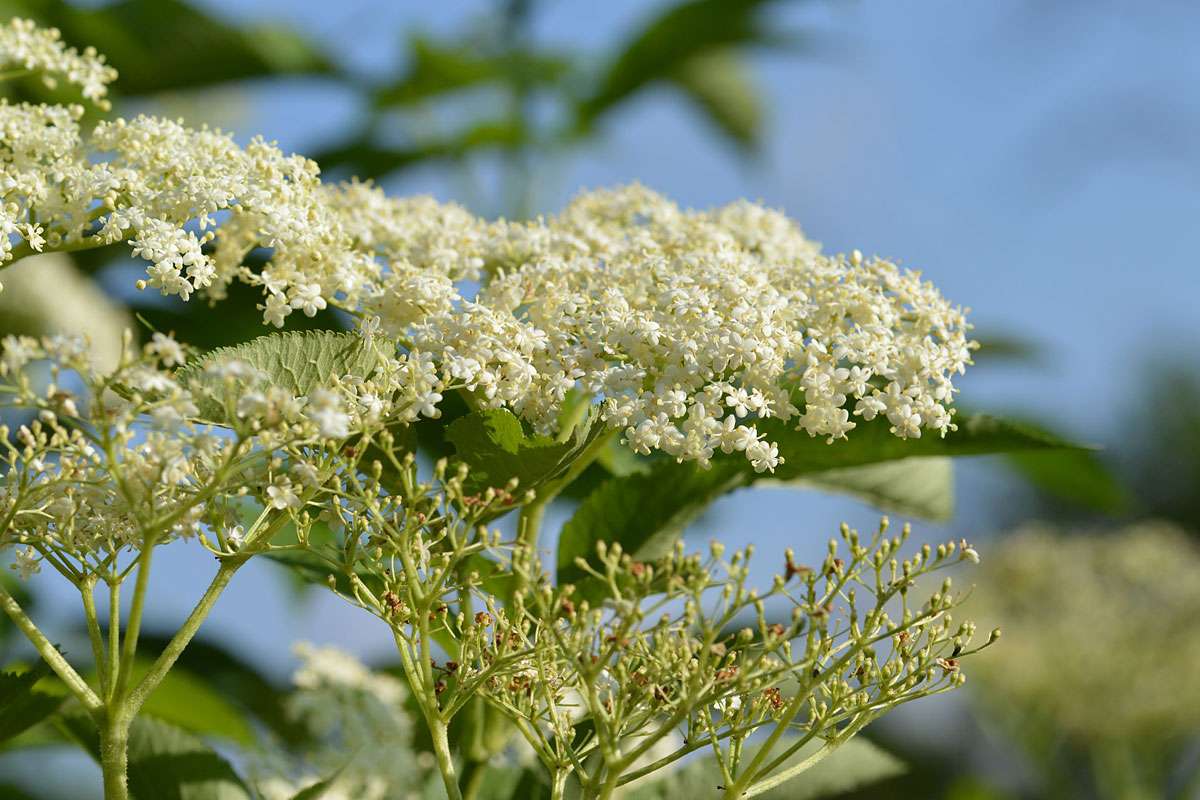 Blühender Schwarzer Holunder (Sambucus nigra), (c) Elke Sinaga/NABU-naturgucker.de