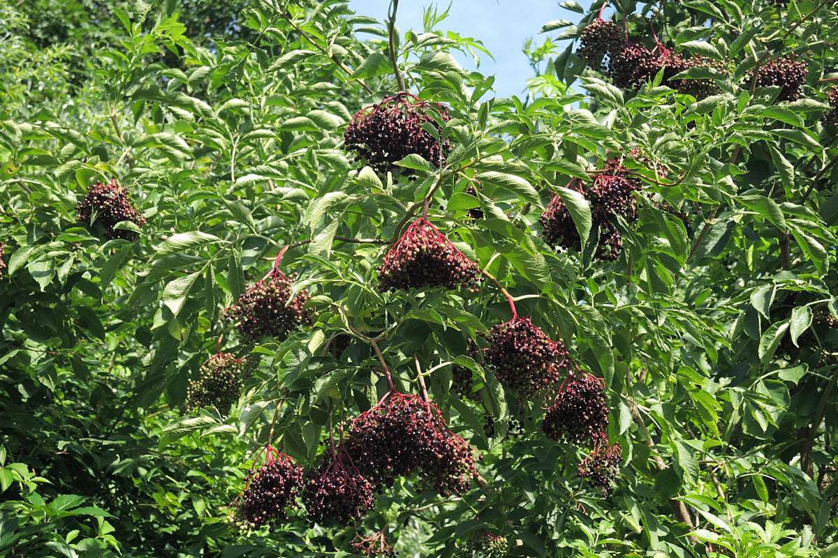 Schwarzer Holunder (Sambucus nigra) mit reifenden Früchten, (c) Wolfgang Katz/NABU-naturgucker.de