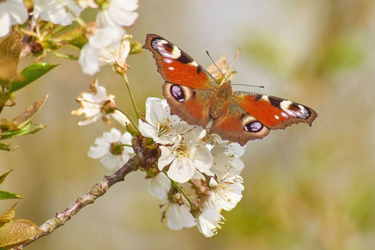 Tagpfauenauge (Aglais io), (c) Dennis Thesing/NABU-naturgucker.de