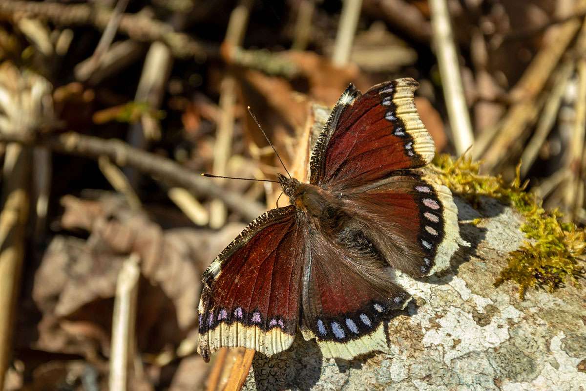 Trauermantel (Nymphalis antiopa), (c) Bruno Mader/NABU-naturgucker.de