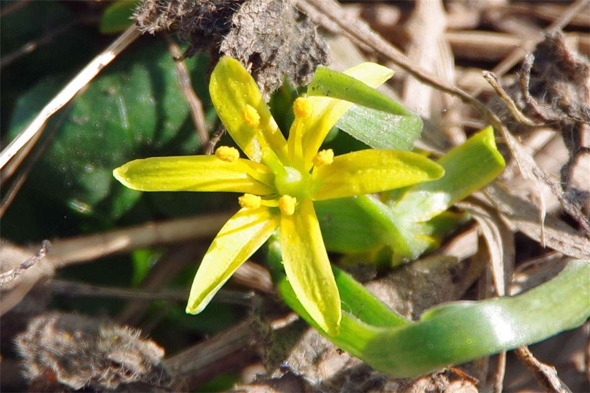 Wald-Gelbstern (Gagea lutea), (c) Werner Knoth/NABU-naturgucker.de