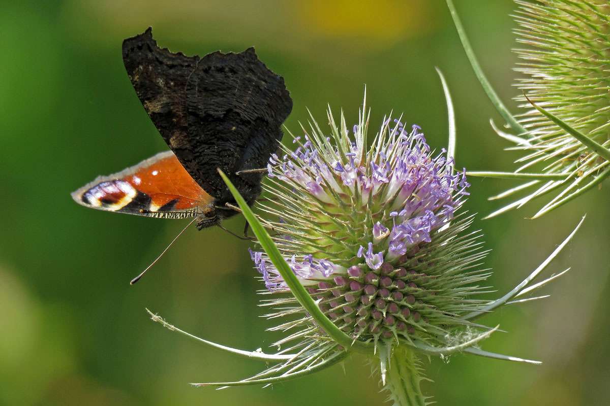 Blühende Wilde Karde (Dipsacus fullonum) mit Tagpfauenauge (Aglais io), (c) Gerwin Bärecke/NABU-naturgucker.de