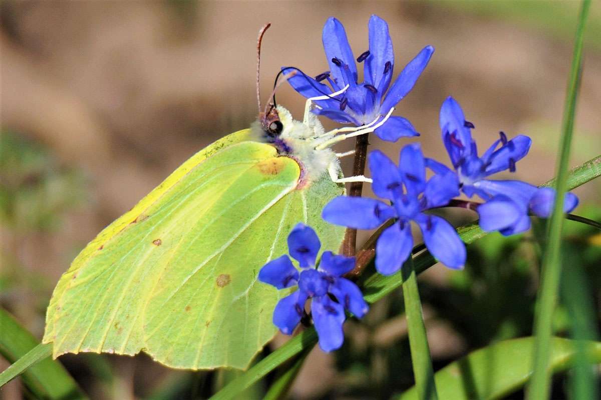 Zitronenfalter (Gonepteryx rhamni), (c) Dagmar Lehwalter/NABU-naturgucker.de