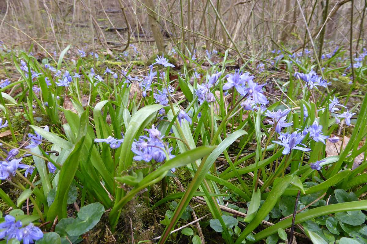 Zweiblättriger Blaustern (Scilla bifolia), (c) Gerhard Eppler/NABU-naturgucker.de